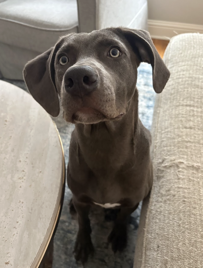 Willow the dog